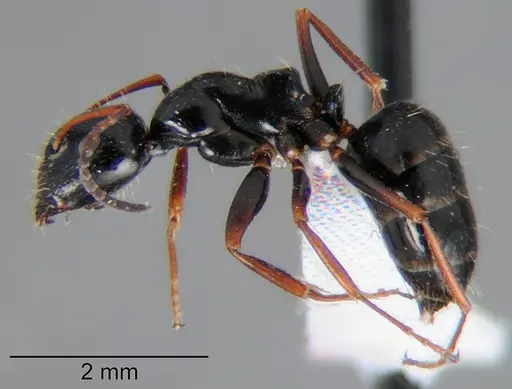Camponotus piceus - CSH000018