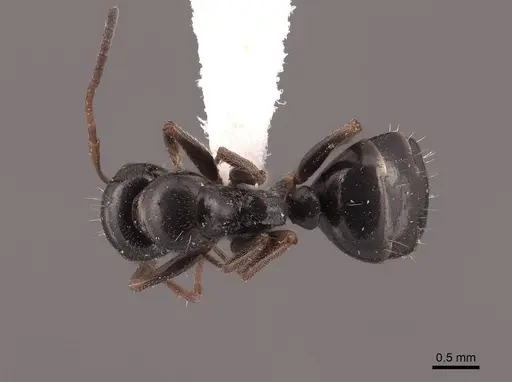 Camponotus piceus - FMNHINS0000045923