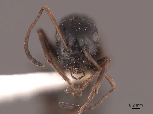 Camponotus piceus - FMNHINS0000045923