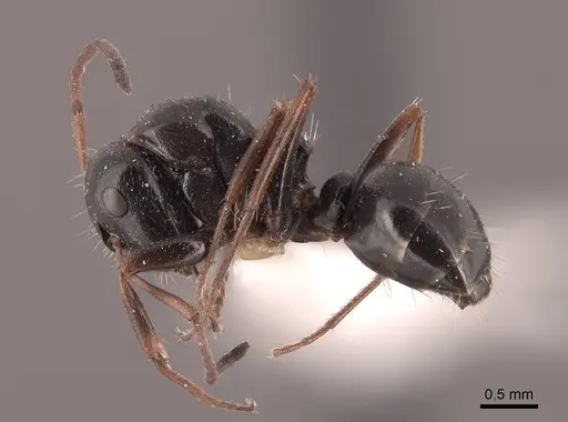 Camponotus piceus - FMNHINS0000045923