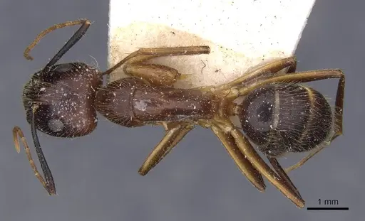 Camponotus picipes specimen