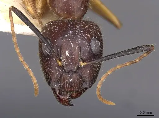 Camponotus picipes specimen
