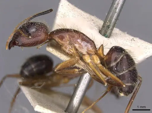 Camponotus picipes specimen