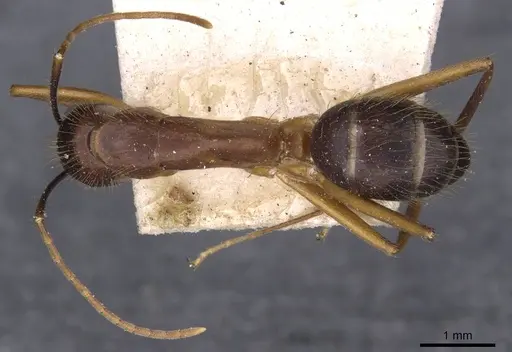 Camponotus picipes - CASENT0910008