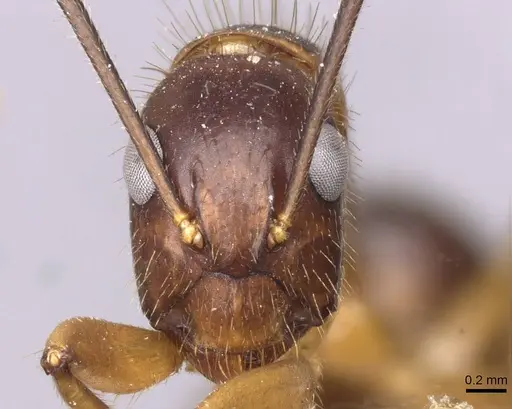 Camponotus picipes - CASENT0910008