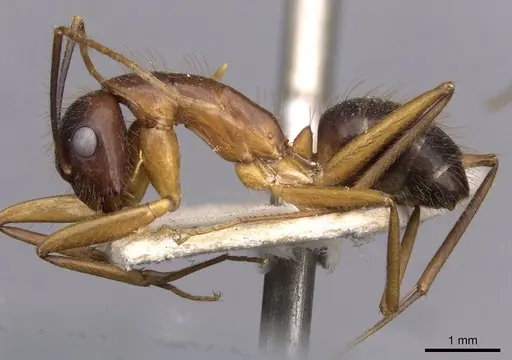 Camponotus picipes - CASENT0910008