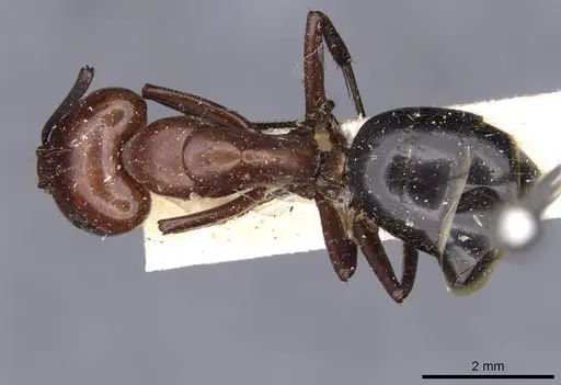 Camponotus picipes - CASENT0910012