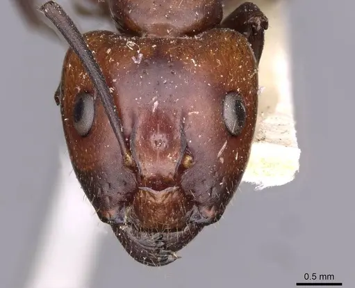 Camponotus picipes - CASENT0910012