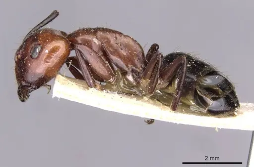 Camponotus picipes - CASENT0910012