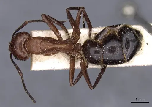 Camponotus picipes - CASENT0910013