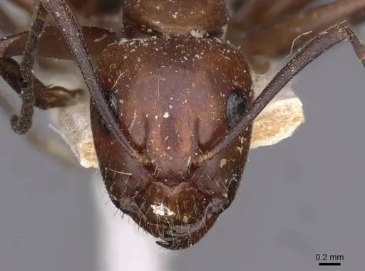 Camponotus picipes - CASENT0910013