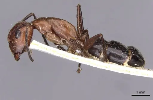 Camponotus picipes - CASENT0910013