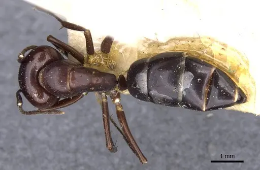 Camponotus picipes - CASENT0910014