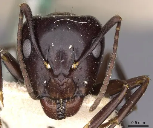 Camponotus picipes - CASENT0910014