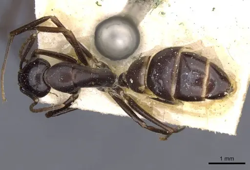 Camponotus picipes - CASENT0910015