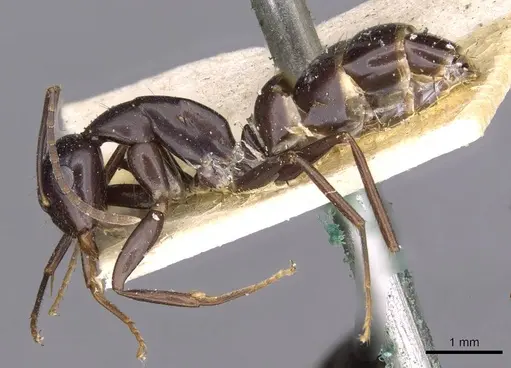 Camponotus picipes - CASENT0910015