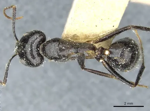 Camponotus picipes - CASENT0912013