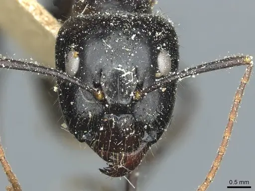 Camponotus picipes - CASENT0912013