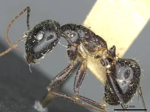 Camponotus picipes - CASENT0912013