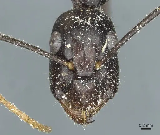 Camponotus picipes - CASENT0912014