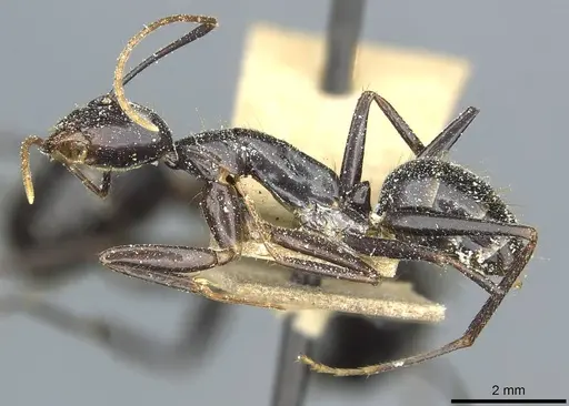 Camponotus picipes - CASENT0912014