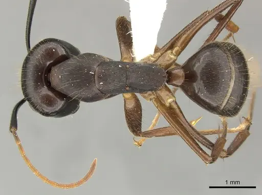 Camponotus picipes - JTLC000001696