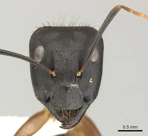 Camponotus picipes - JTLC000001696