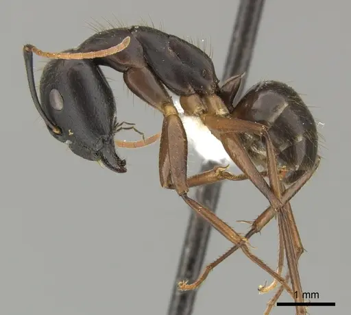 Camponotus picipes - JTLC000001696