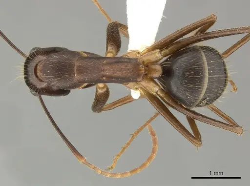 Camponotus picipes - JTLC000001697