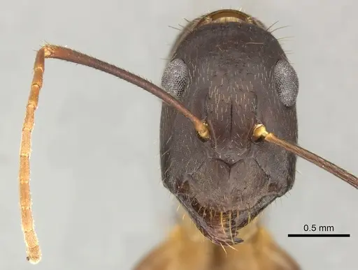 Camponotus picipes - JTLC000001697