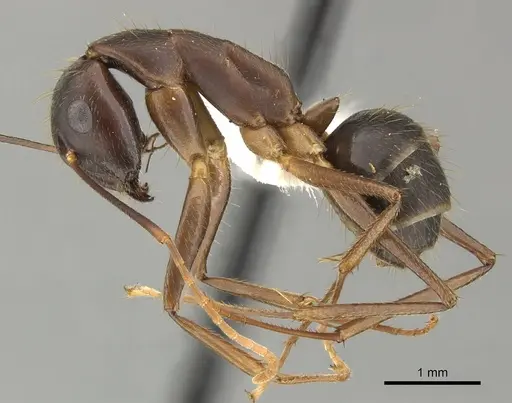 Camponotus picipes - JTLC000001697