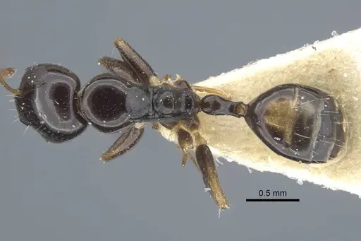 Camponotus pictostriatus specimen