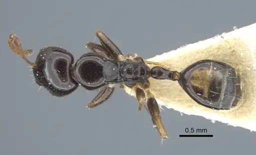 Camponotus pictostriatus specimen