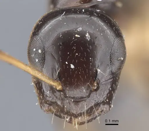 Camponotus pictostriatus specimen
