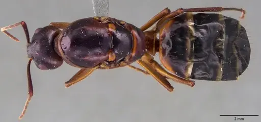 Camponotus pilicornis specimen