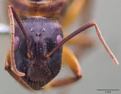 Camponotus pilicornis specimen