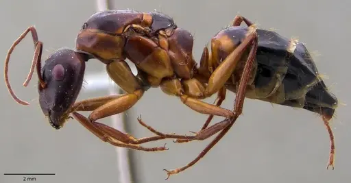 Camponotus pilicornis specimen