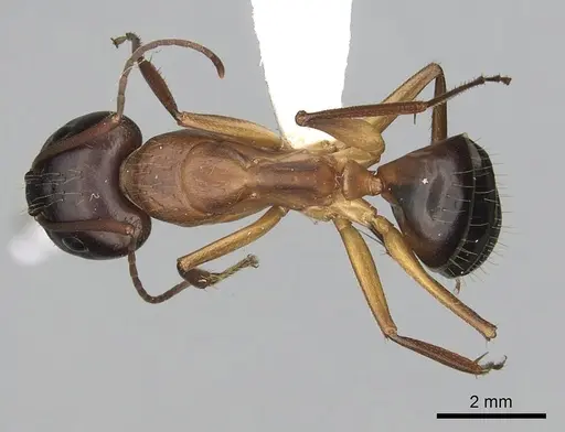 Camponotus pilicornis - CASENT0249993