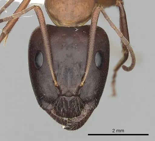 Camponotus pilicornis - CASENT0249993