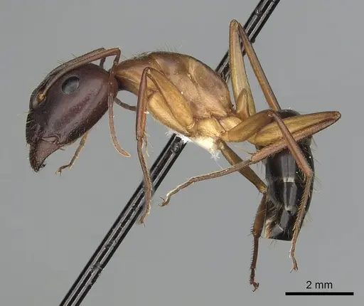 Camponotus pilicornis - CASENT0249993