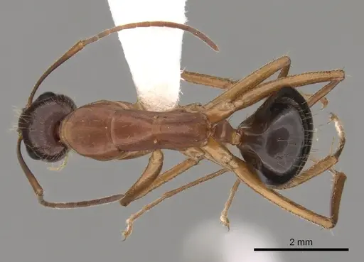 Camponotus pilicornis - CASENT0249994