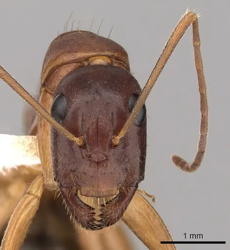 Camponotus pilicornis - CASENT0249994
