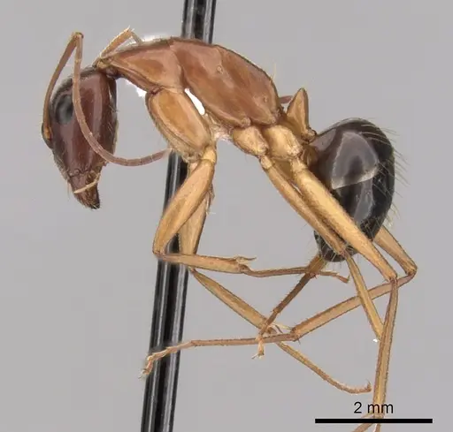 Camponotus pilicornis - CASENT0249994