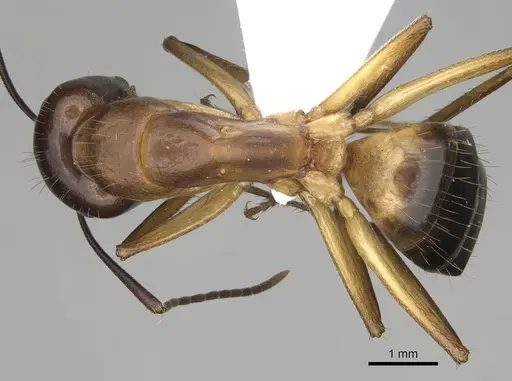 Camponotus pilicornis - CASENT0906062