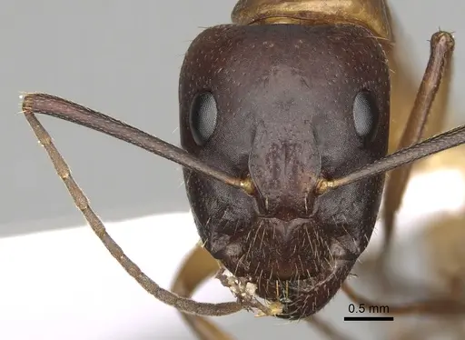 Camponotus pilicornis - CASENT0906062