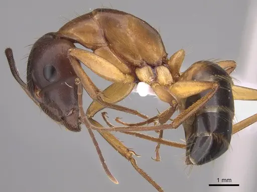 Camponotus pilicornis - CASENT0906062