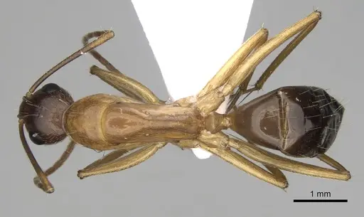 Camponotus pilicornis - CASENT0906063