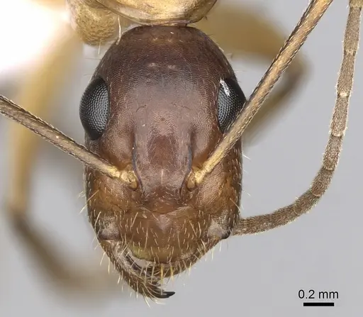 Camponotus pilicornis - CASENT0906063