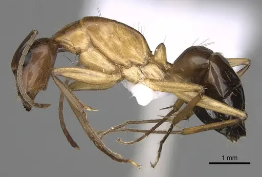 Camponotus pilicornis - CASENT0906063