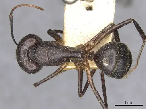 Camponotus pilicornis - CASENT0910278